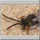 Nomada alboguttata - Wespenbiene m05 8mm.jpg